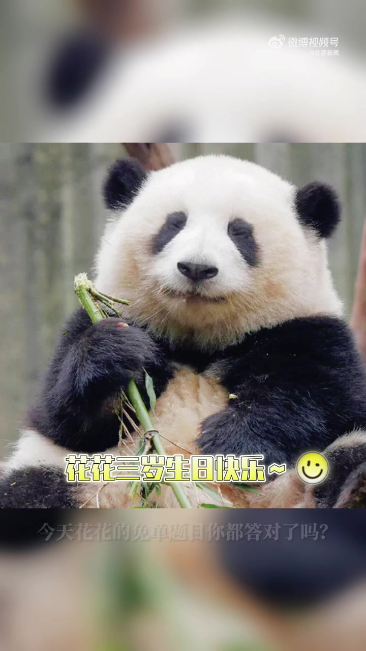 熊猫花花过生日不放假 熊猫界的顶流女明星“花花”7月4日将过3岁生日,据称生日当天花花也不