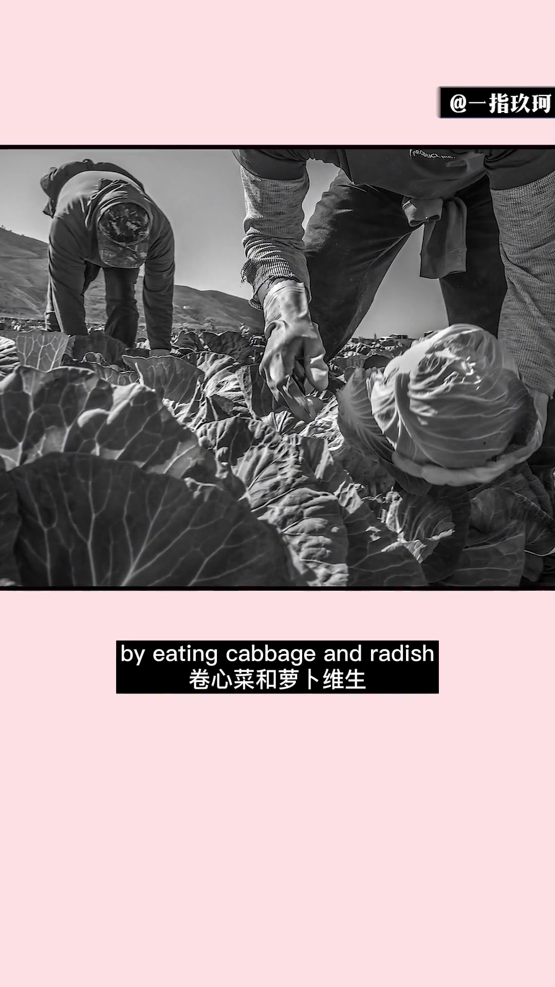 第2集|法国穷人只吃的起卷心菜?学英语 英语配音 卷心菜 菜狗 菜驴