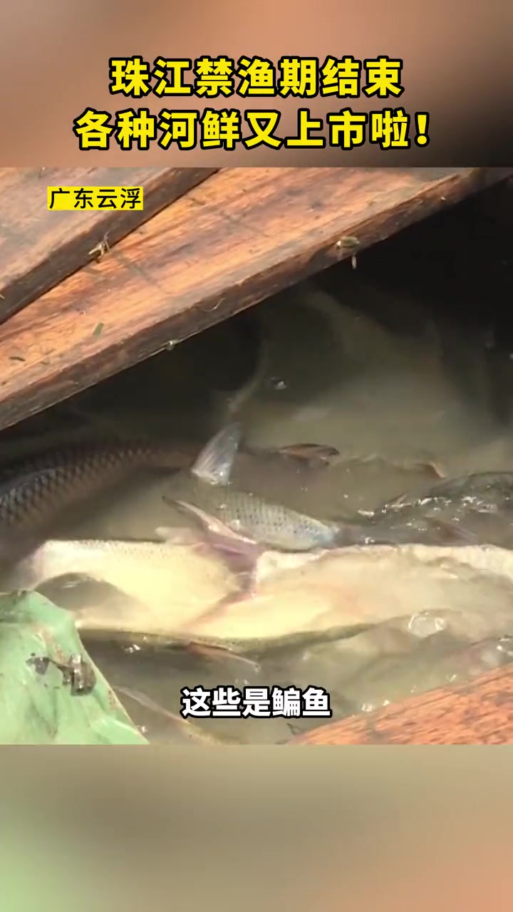 珠江 禁渔期 结束,各种 河鲜 又上市啦!渔民 捕鱼 广东 肇庆