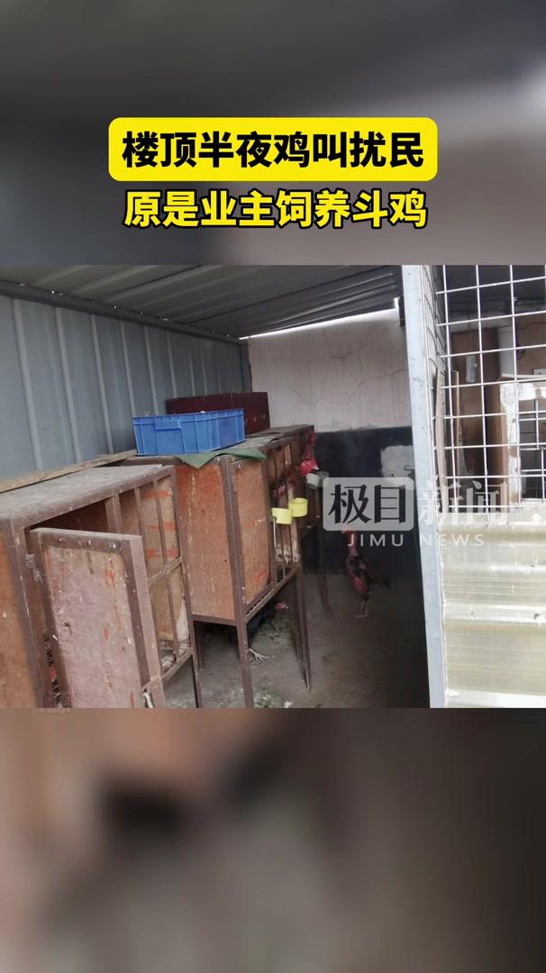 楼顶半夜鸡叫扰民,原是业主饲养斗鸡
