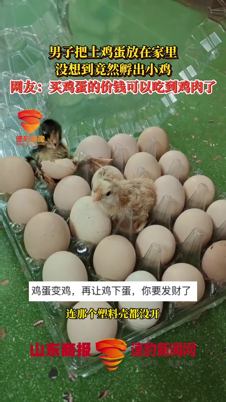 男子把土鸡蛋放在家里,没想到竟然孵出小鸡。网友:买鸡蛋的价钱可以吃到鸡肉了 土鸡蛋 鸡蛋孵
