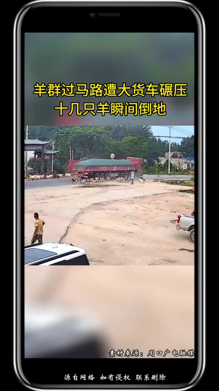 羊群横穿马路时被货车碾压 羊群过马路遭大货车碾压 十几只羊瞬间倒地