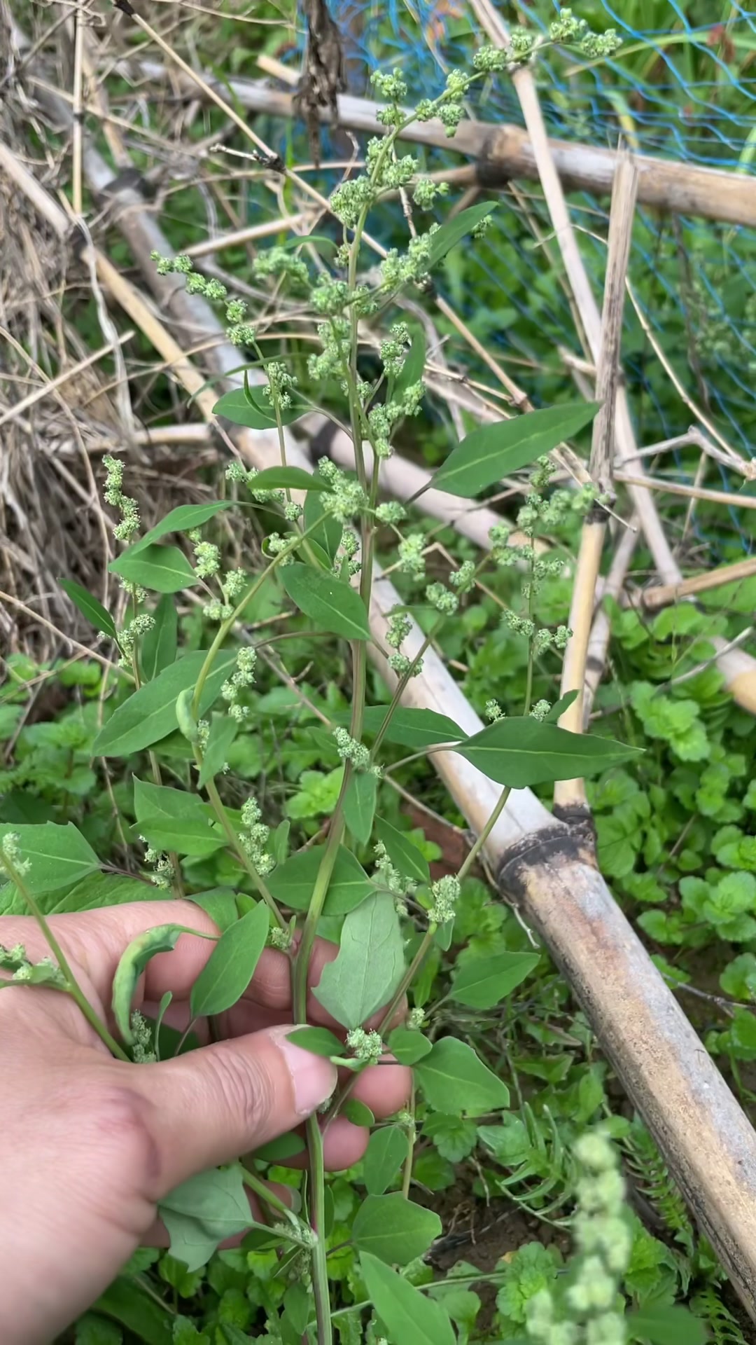 灰灰菜农村常见的野菜