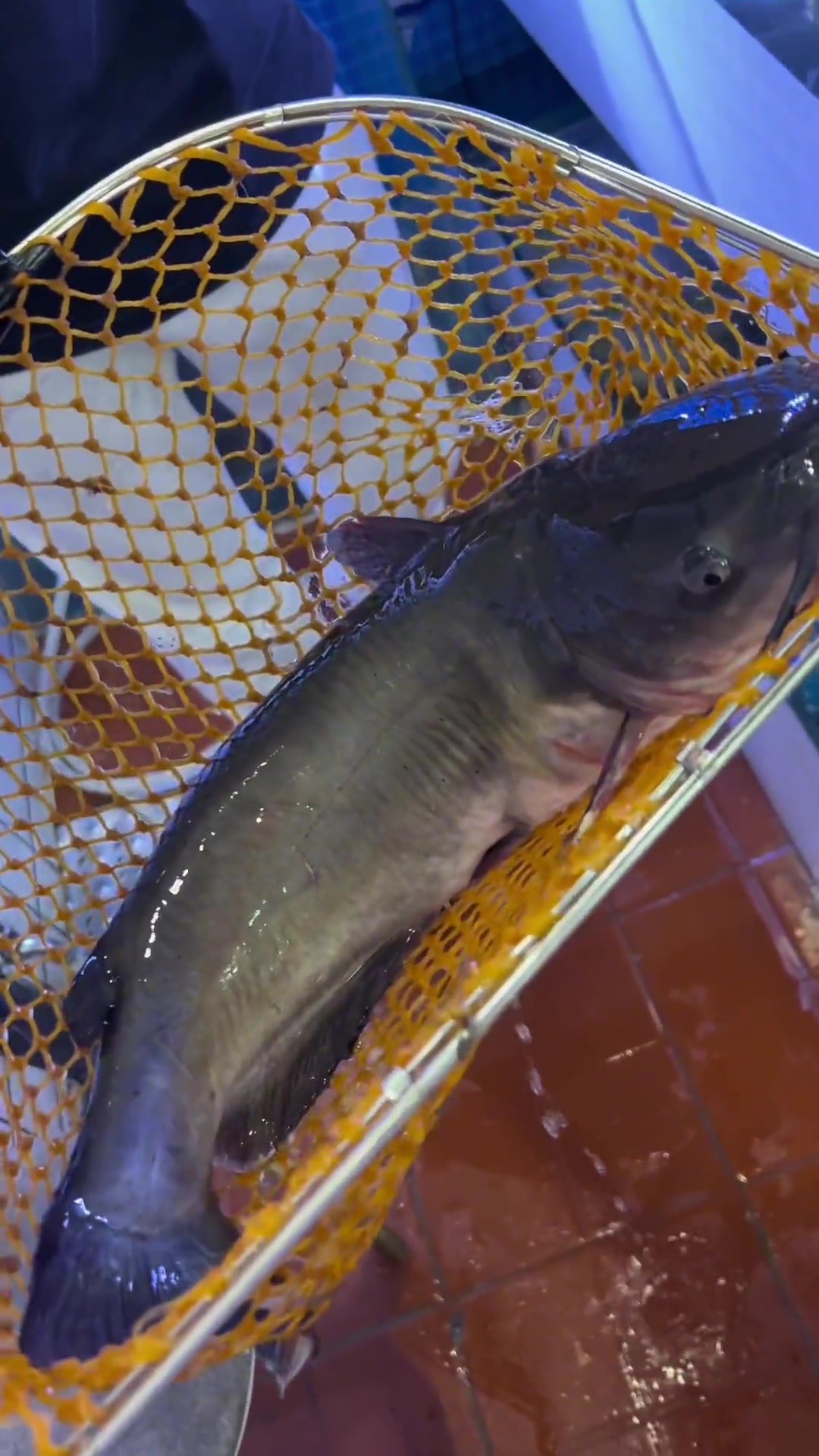 天禾石锅鱼,19.9一条2.5斤的鱼!石锅鱼 没有什么是一顿火锅解决不了 吃鱼去 同城好店