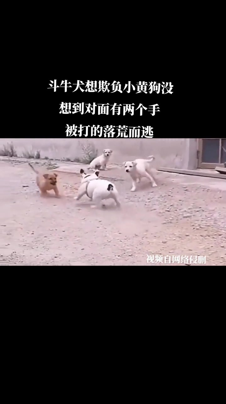 斗牛犬想欺负小黄狗,没想到对面有两个帮手,被打的落荒而逃!看一遍笑一遍 万物皆有灵性 意不