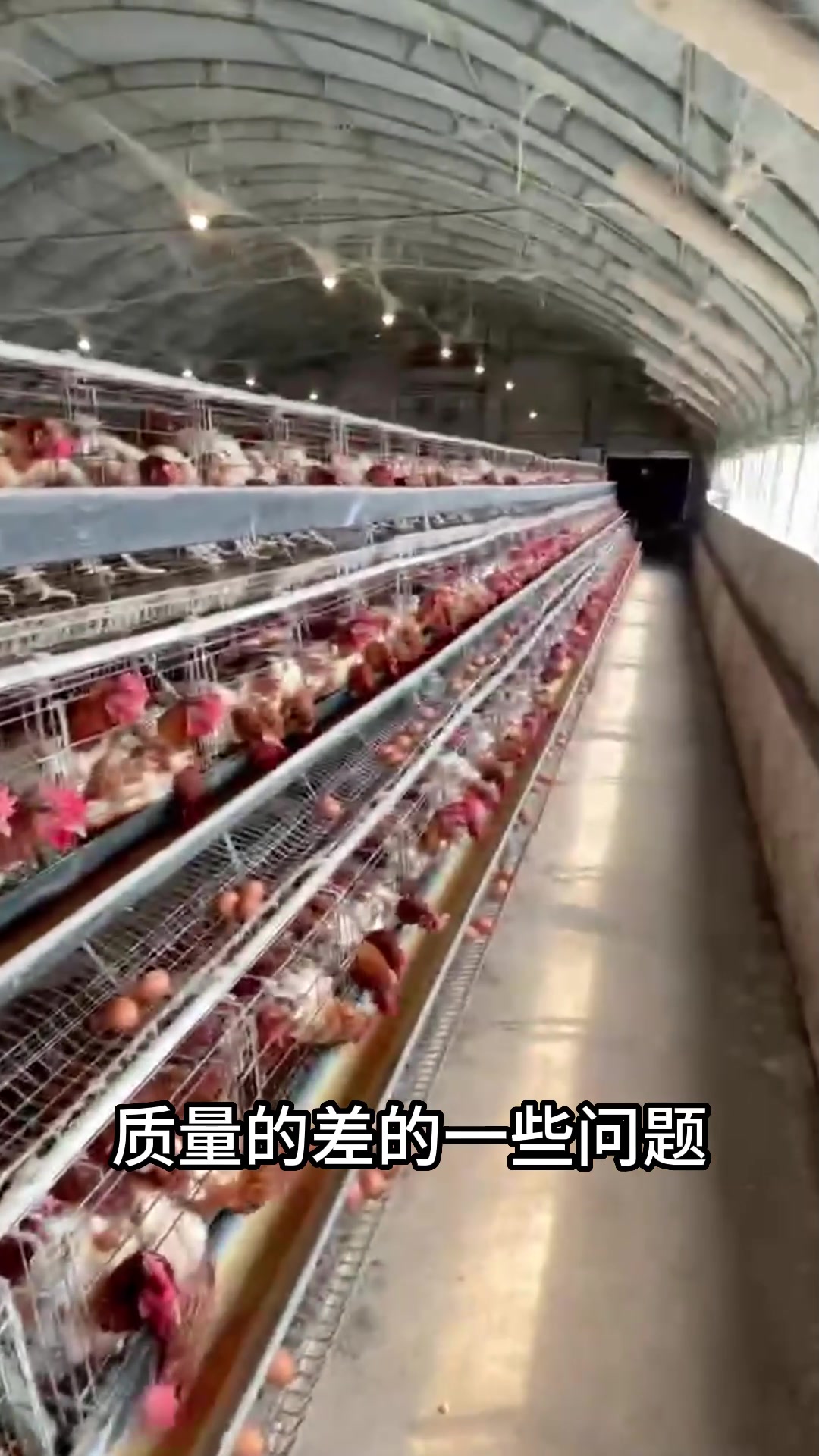 甜菜碱在蛋鸡中的功效