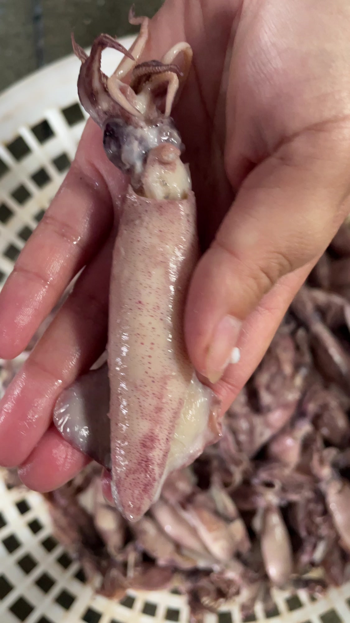 海兔跟鱿鱼的区别,鱿鱼是有内脏的