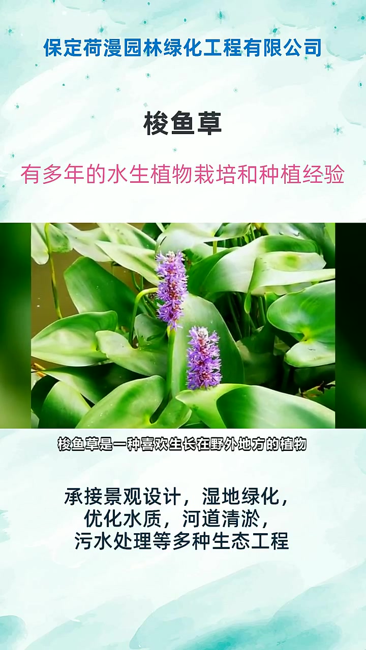 梭鱼草