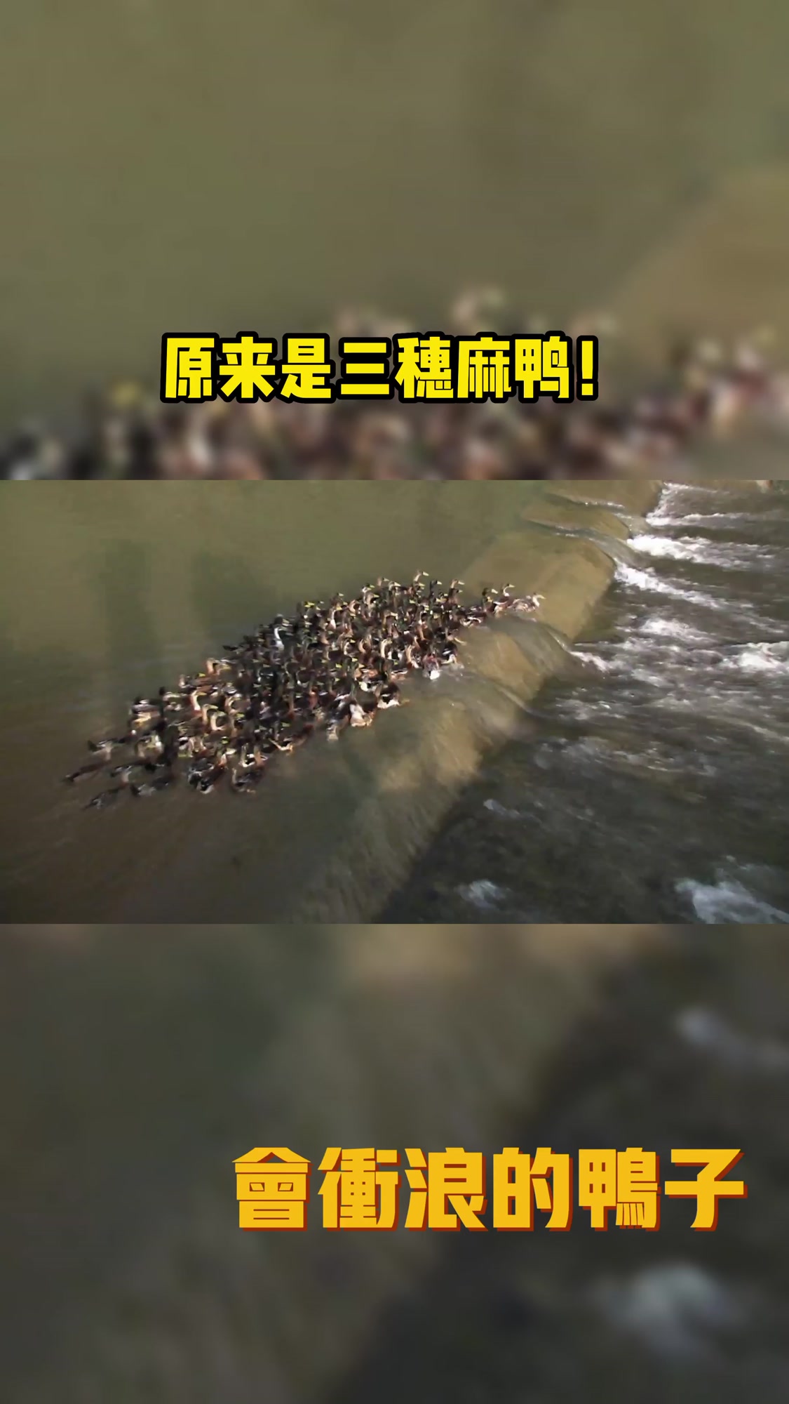 原来是三穗麻鸭!