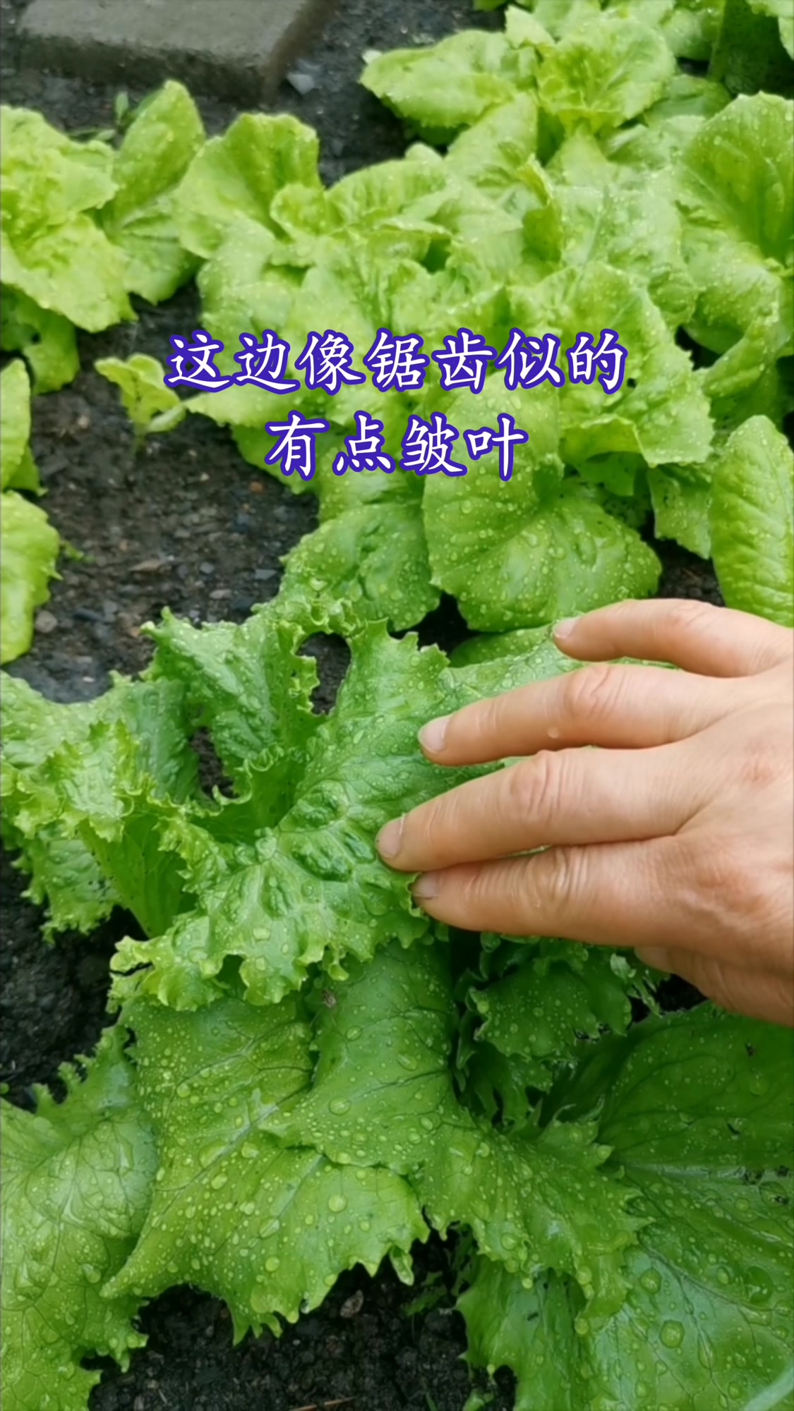 最适合生吃的奶油生菜 长的太快了 需要天天掰叶子吃