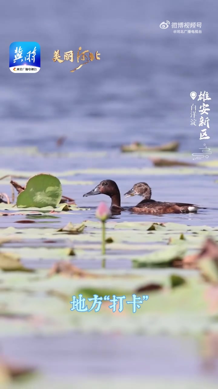 「水青草绿鸟翩跹!围观青头潜鸭白洋淀溜娃」近日,青头潜鸭在雄安新区白洋淀水域频频现身,“鸭