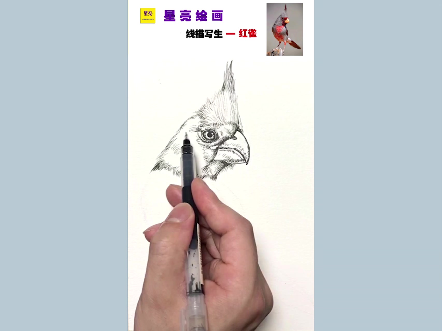 彩色线描动物写生鸟儿