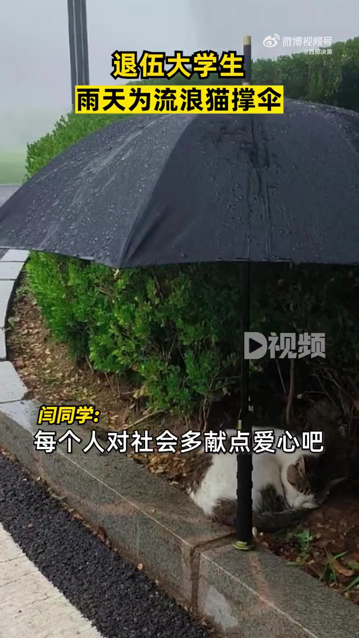 「退伍大学生雨天为流浪猫撑伞:猫咪怪可怜的,举手之劳」给流浪猫撑伞的小哥哥找到了 7月5日