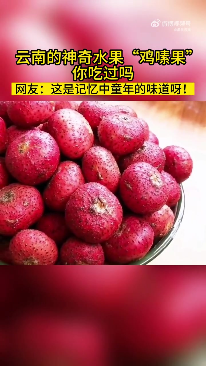 「神奇水果在云南,还真没见过!」这个水果叫做“鸡嗉果”,认识的小伙伴快来说说是什么味道!网