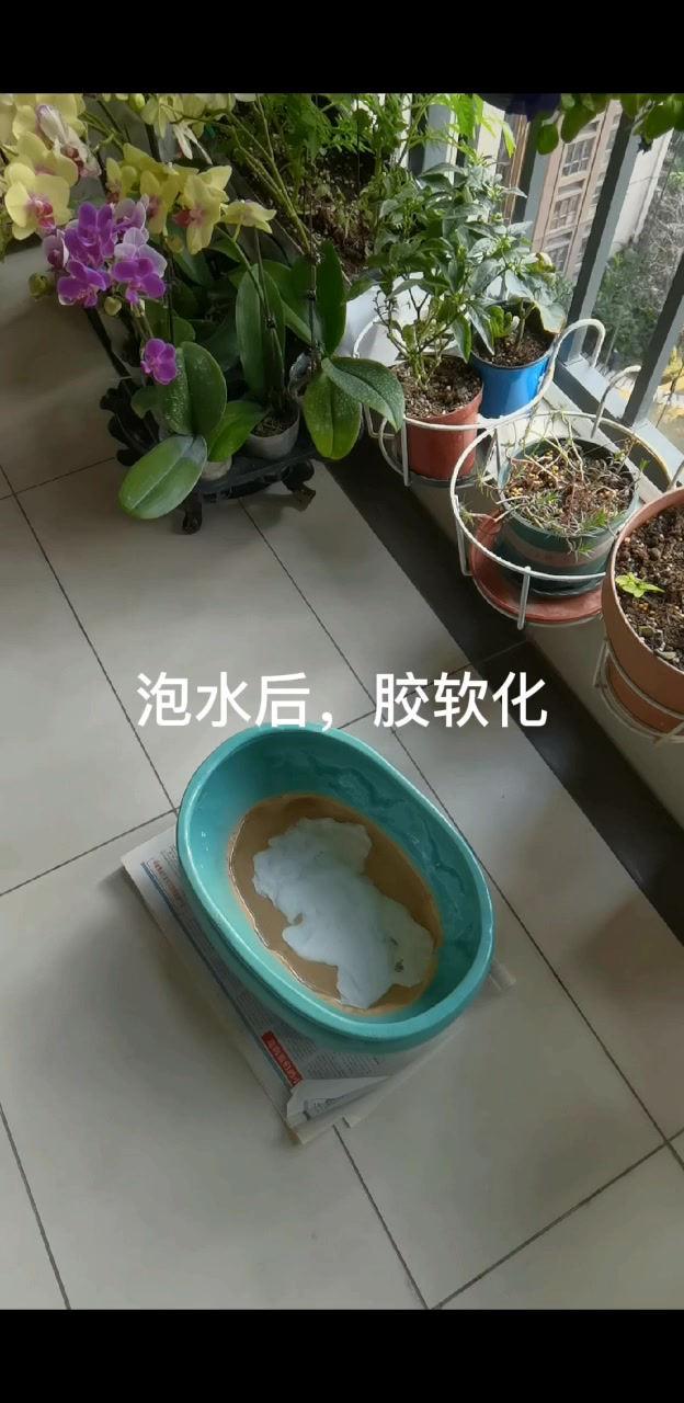 用花盆改造鱼缸,胶泥和丁基胶封口