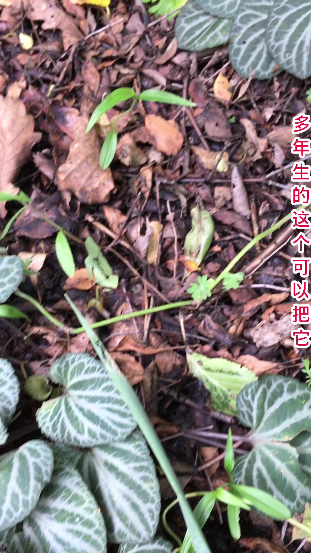 野生观叶植物-斑叶堇菜