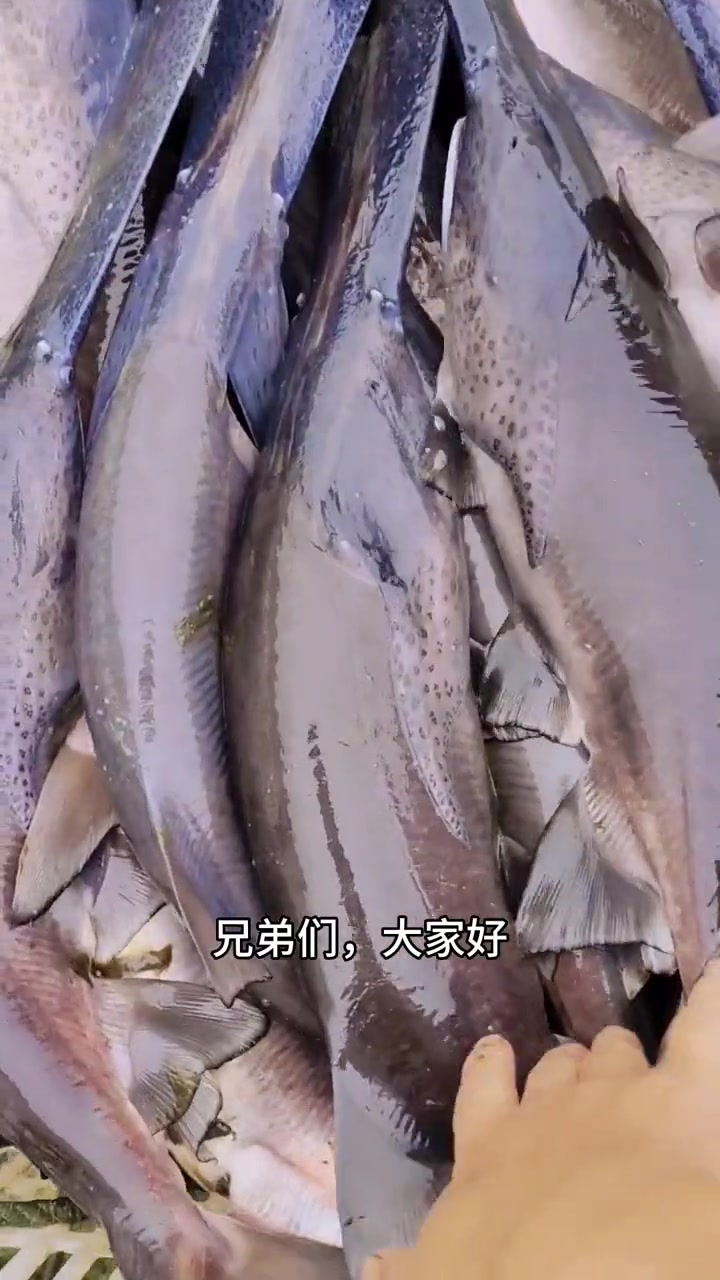 四川鸭嘴鱼苗快结束了!鸭嘴鱼习性和花鲢鱼一样,肥水养殖长势较快。现在有20-30公分鸭嘴鱼