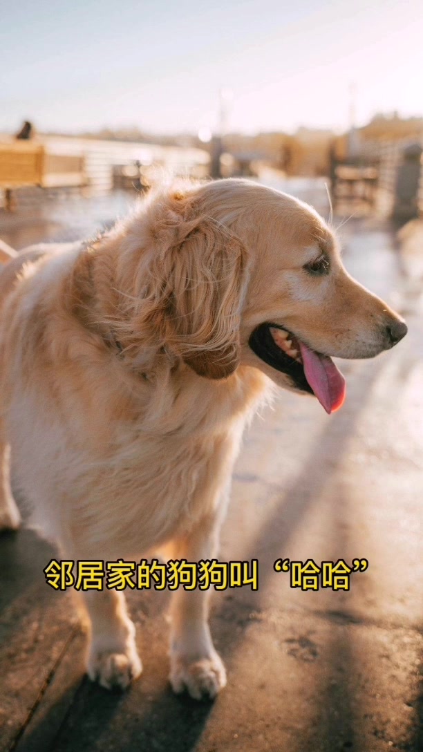 狗狗名字大全|有你家狗狗名字吗