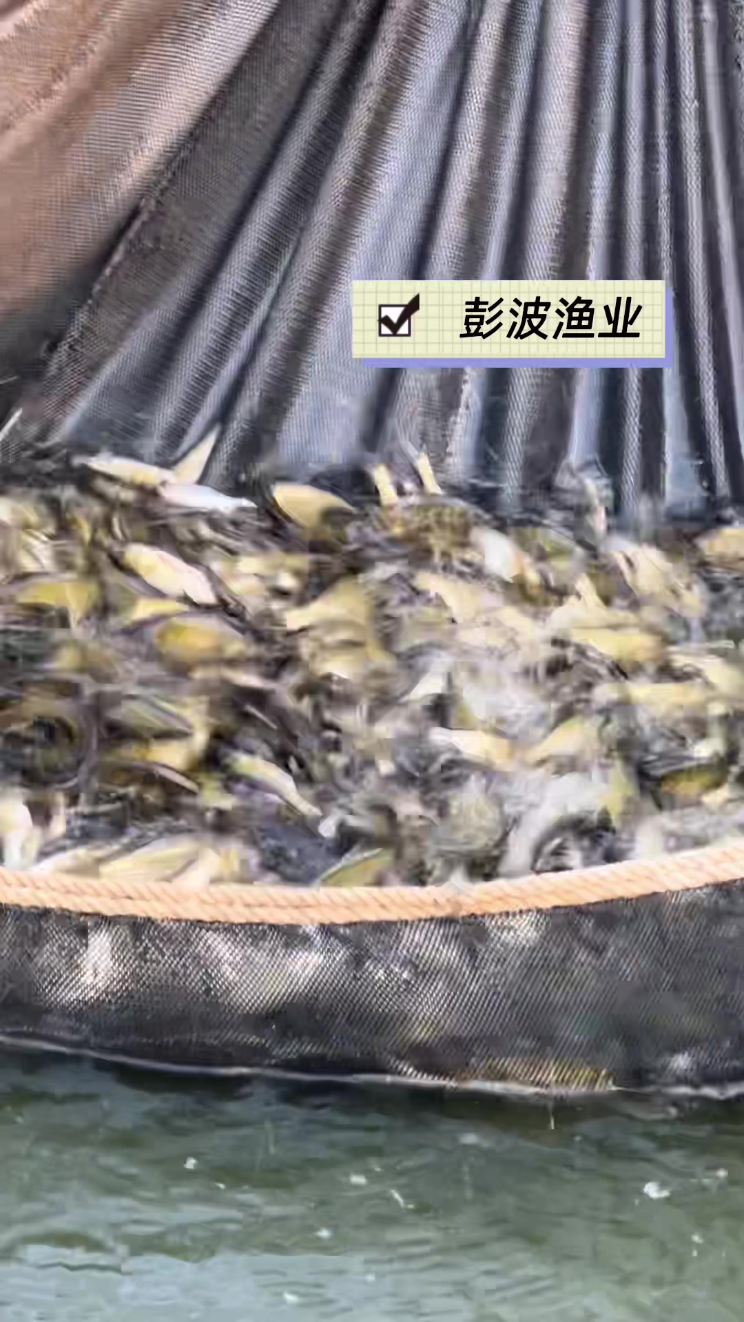 花鲢鱼苗,大头鱼苗