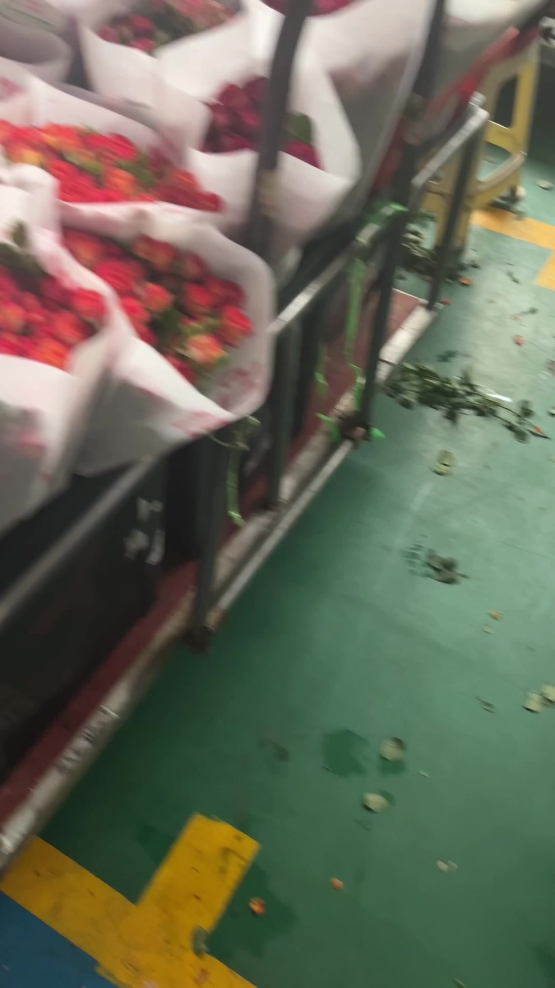 折射泡泡玫瑰的花语是什么你们知道吗?