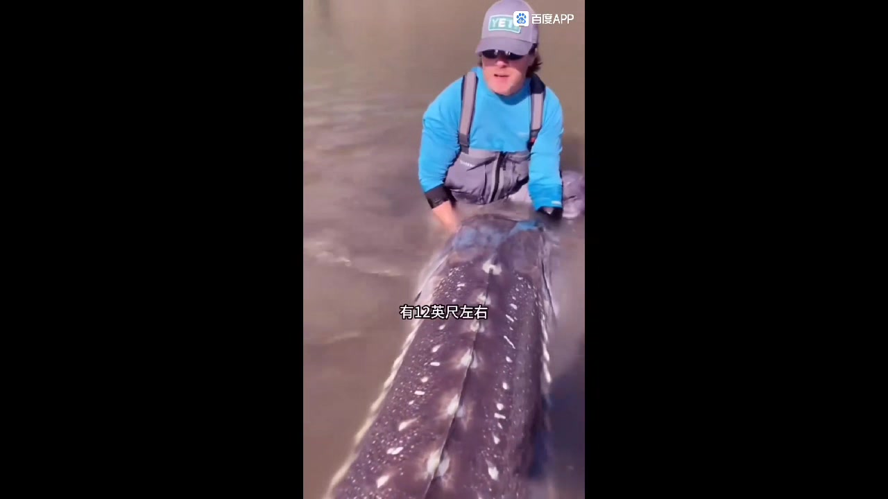 世界垂钓史最大淡水鱼3米长的鲟鱼!不知道肉好不好吃!
