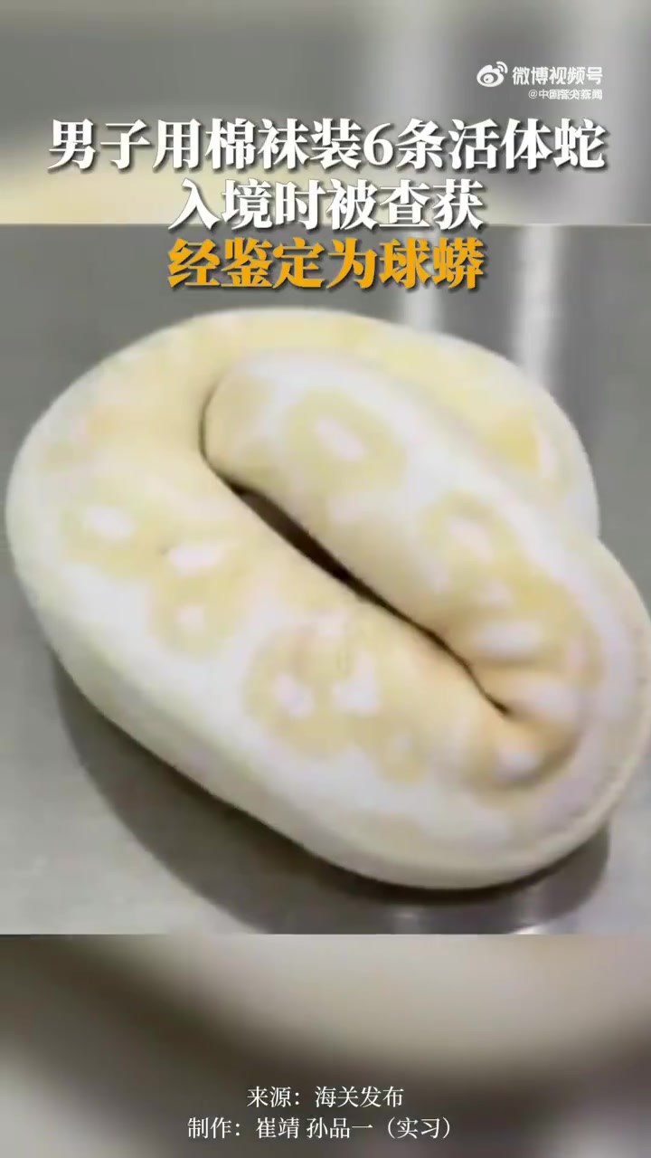 「吓人!男子用棉袜装6条球蟒入境被查」近日,深圳海关在检查时从一男子行李中查获用冬季长棉袜