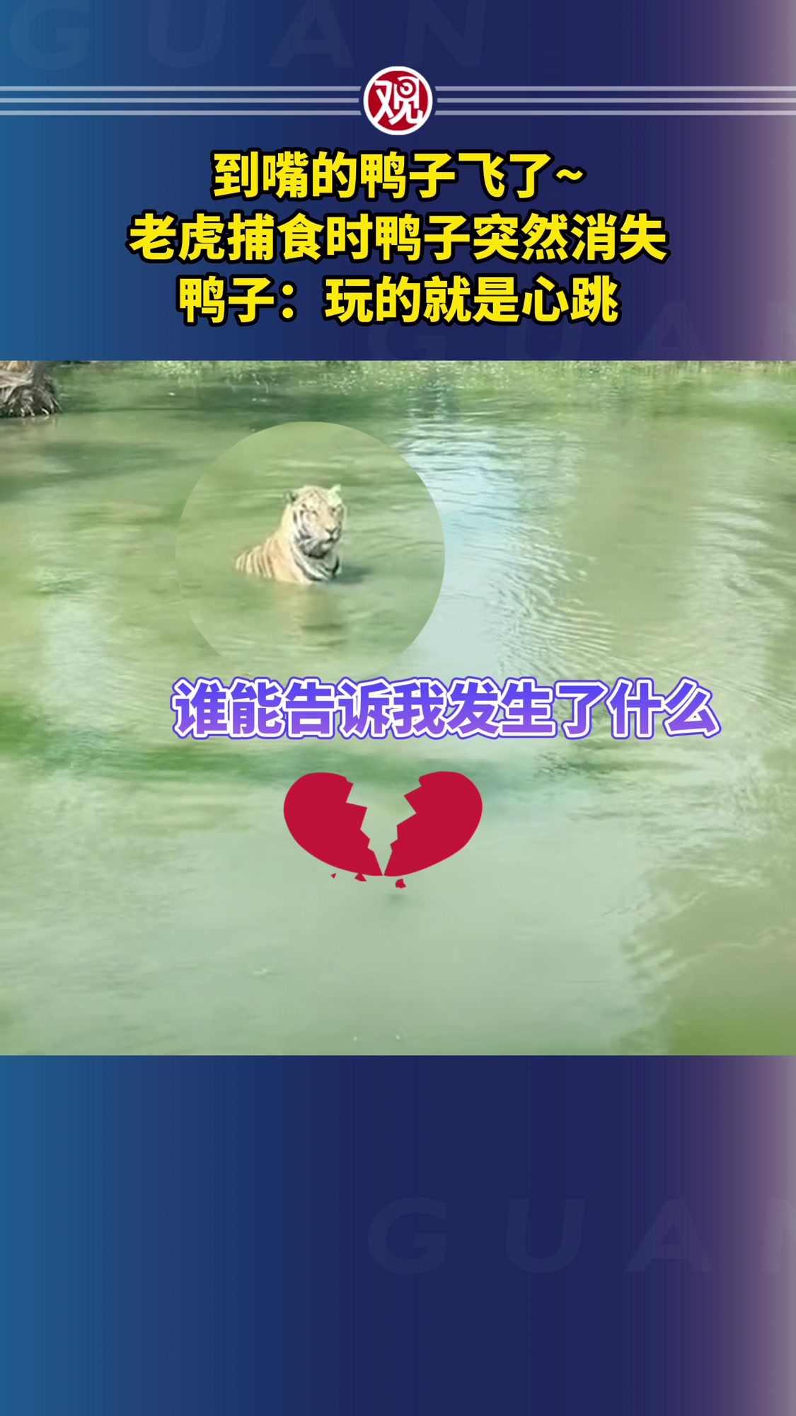 到嘴的鸭子飞了~老虎捕食时鸭子突然消失,鸭子:玩的就是心跳
