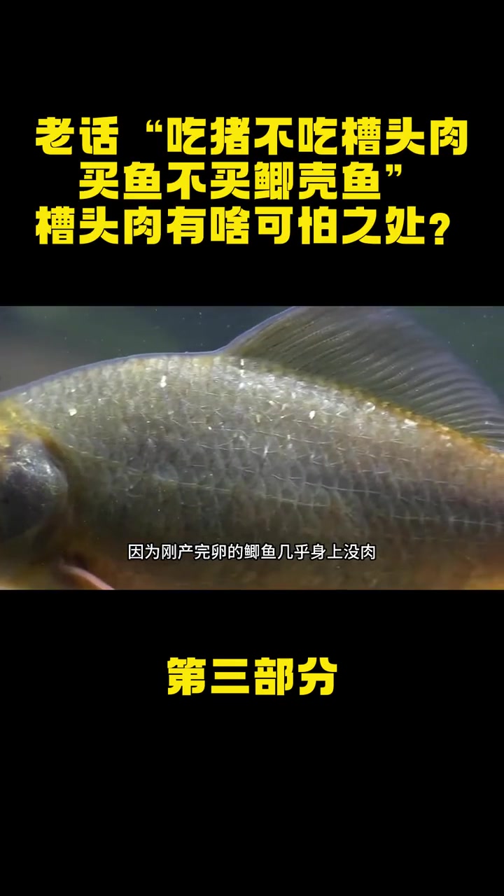 老话“吃猪不吃槽头肉,买鱼不买鲫壳鱼”,槽头肉有啥可怕之处?猪肉 槽头肉 鲫壳鱼