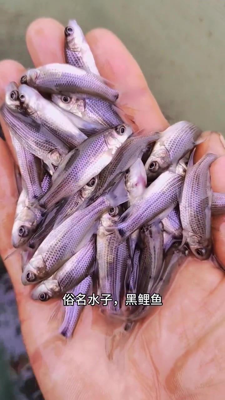 岩原鲤,岩鲤苗。长江特有的高价值鱼类,现已列为国家二级保护动物。人工繁育延续易危品种!岩原