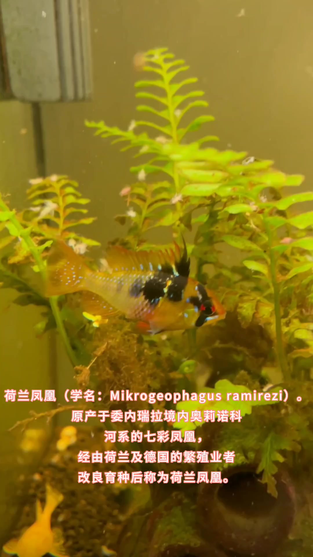 荷兰凤凰鱼,很漂亮