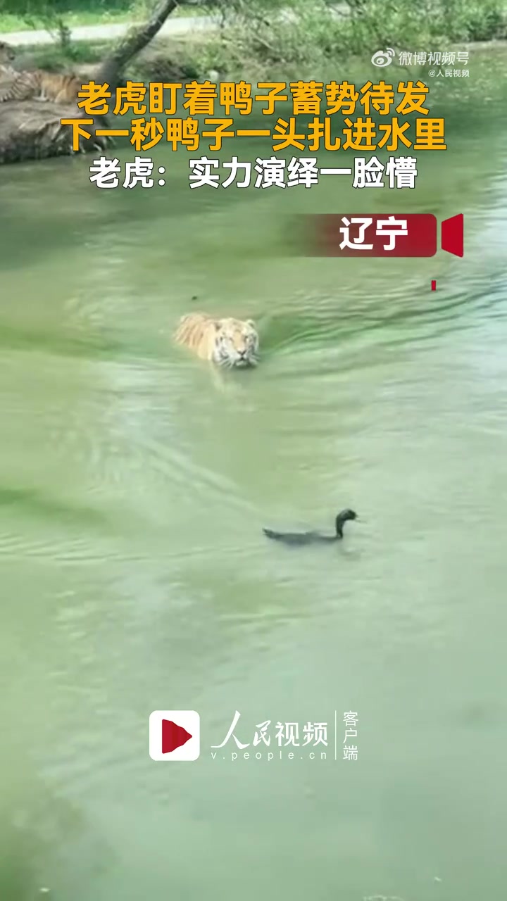 「我鸭子呢?鸭子钻入水中消失看懵老虎」近日,辽宁,一只老虎紧盯鸭子蓄势待发,下一秒鸭子一头