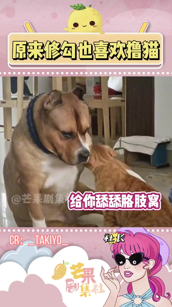 起猛了,看到肌肉狗撸猫了 狗狗 猫猫 猫和老鼠 搞笑