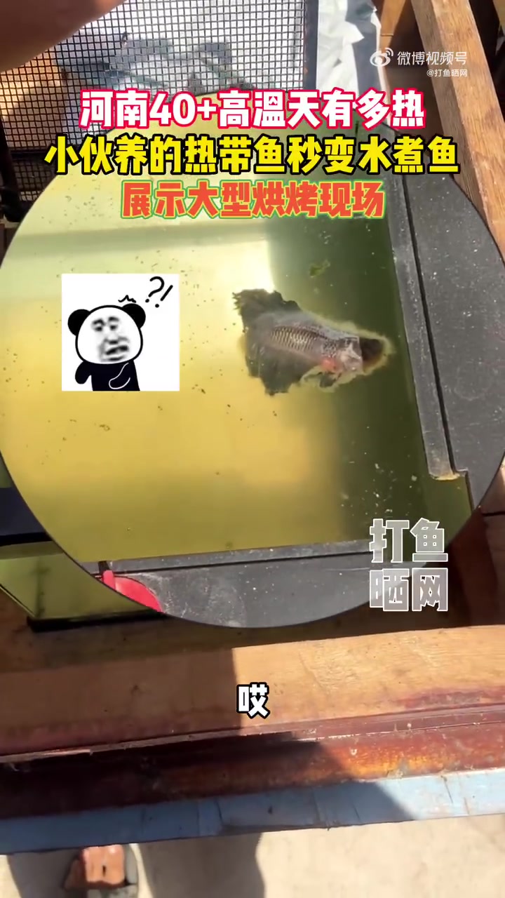 「河南小伙晒40度高温天热带鱼变水煮鱼 展示大型烘烤现场「笑哭」」7月9日,河南多地发布高