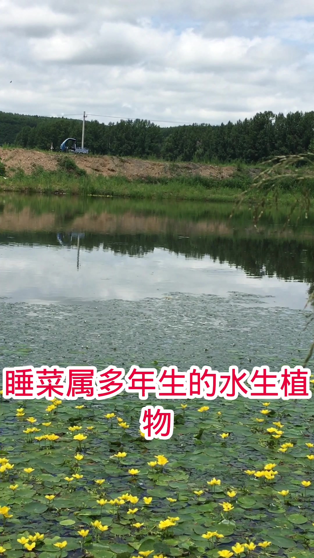 既不是睡莲、也不是黄金莲、它叫荇菜