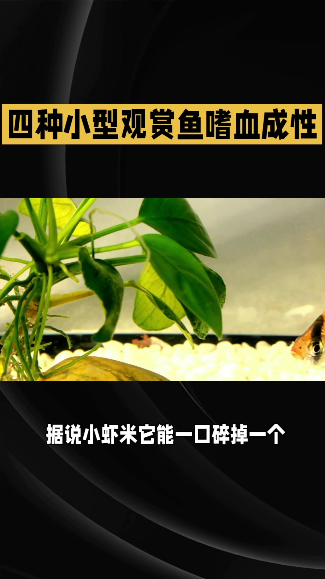 凶猛的四种小型观赏鱼