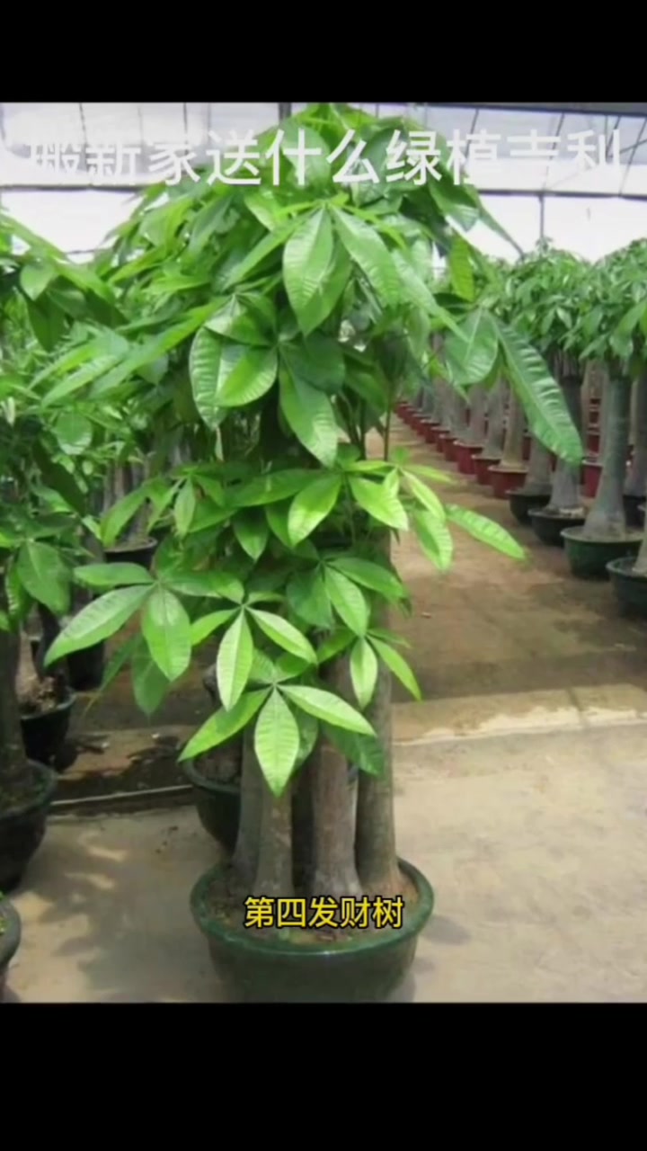 乔迁新居,不知道送什么植物给朋友,这6种寓意美好