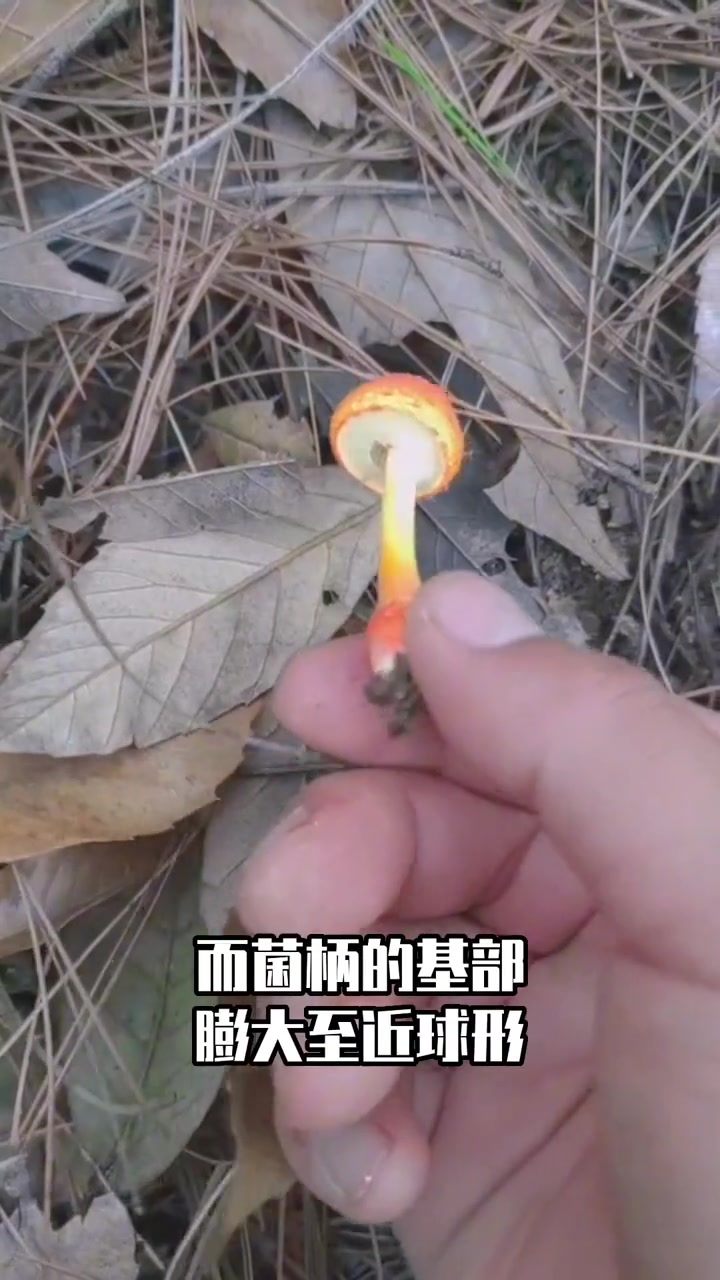 颜值很高的剧毒蘑菇:红托鹅膏菌 萌知计划 科普 蘑菇科普 毒蘑菇 毒菌 野生菌 蘑菇 野生