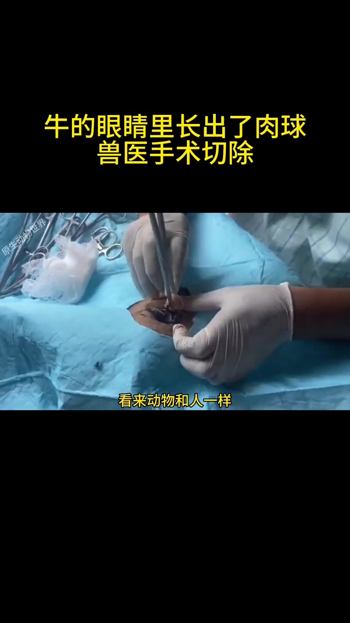 为牛切除眼球息肉 修牛蹄沉浸式