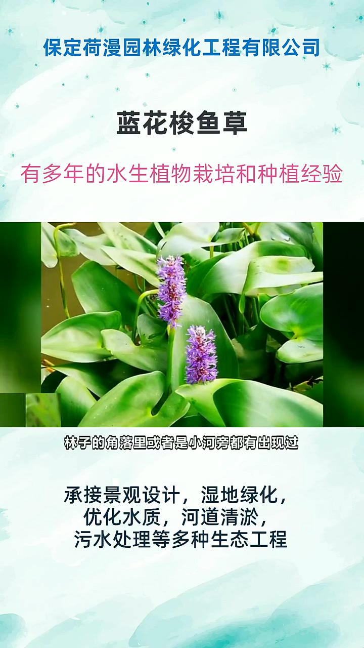 蓝花梭鱼草