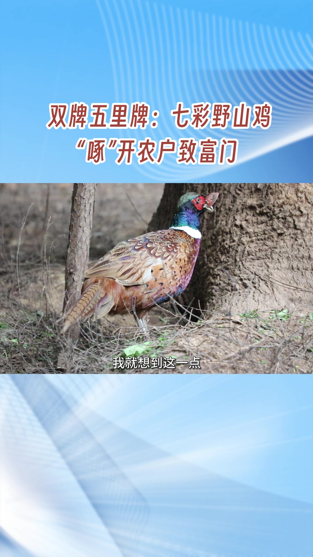 双牌:七彩野山鸡 “啄”开农户致富门