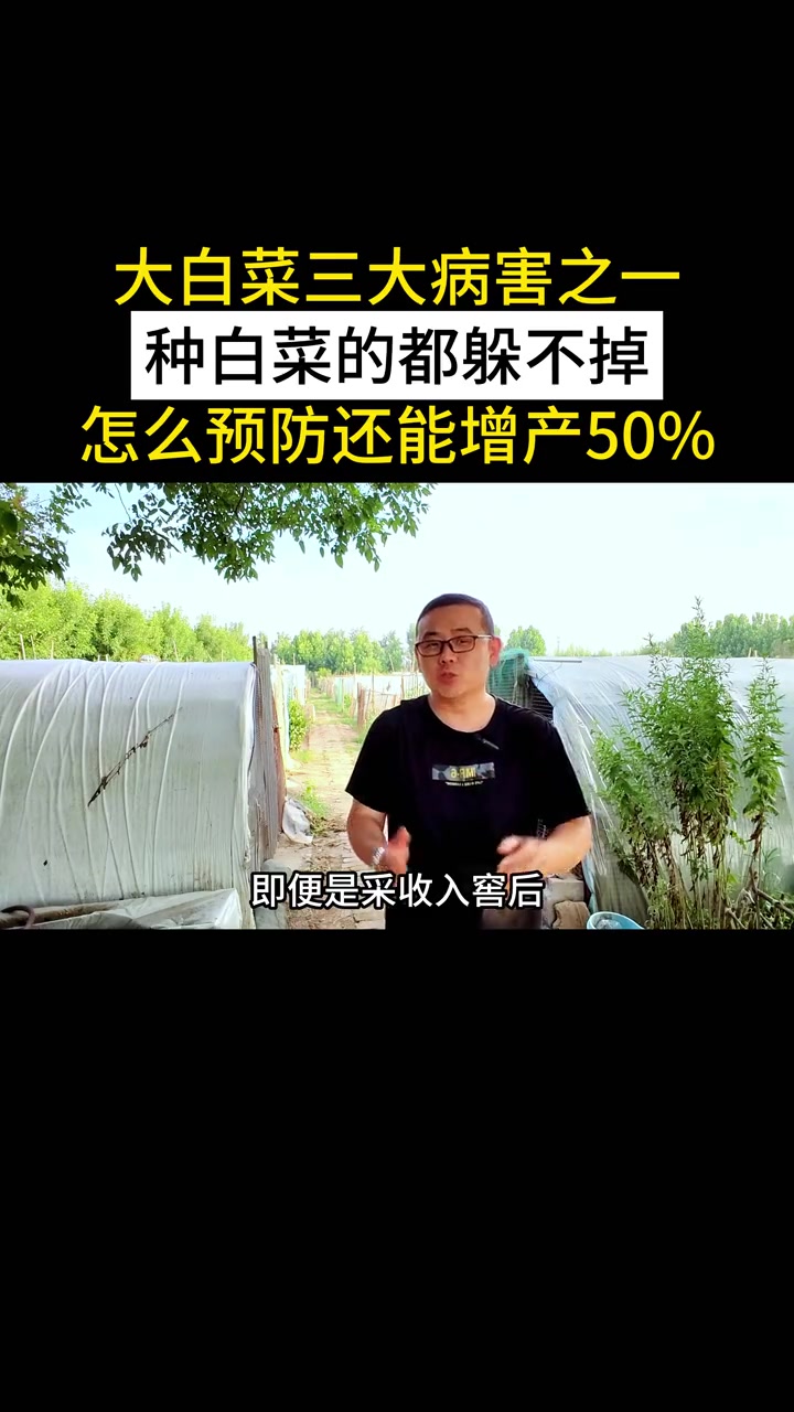 大白菜三大病害之一,种白菜的都躲不掉,怎么预防还能增产50% 大白菜 白菜种植 蔬菜种植 