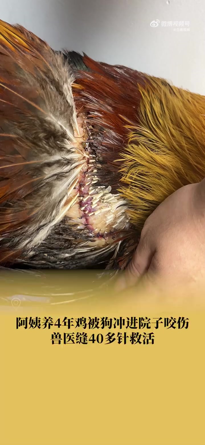 「4岁宠物鸡被咬伤兽医缝40针救活」近日,湖北武汉。公鸡被宠物狗咬伤,主人急忙将其带往医院