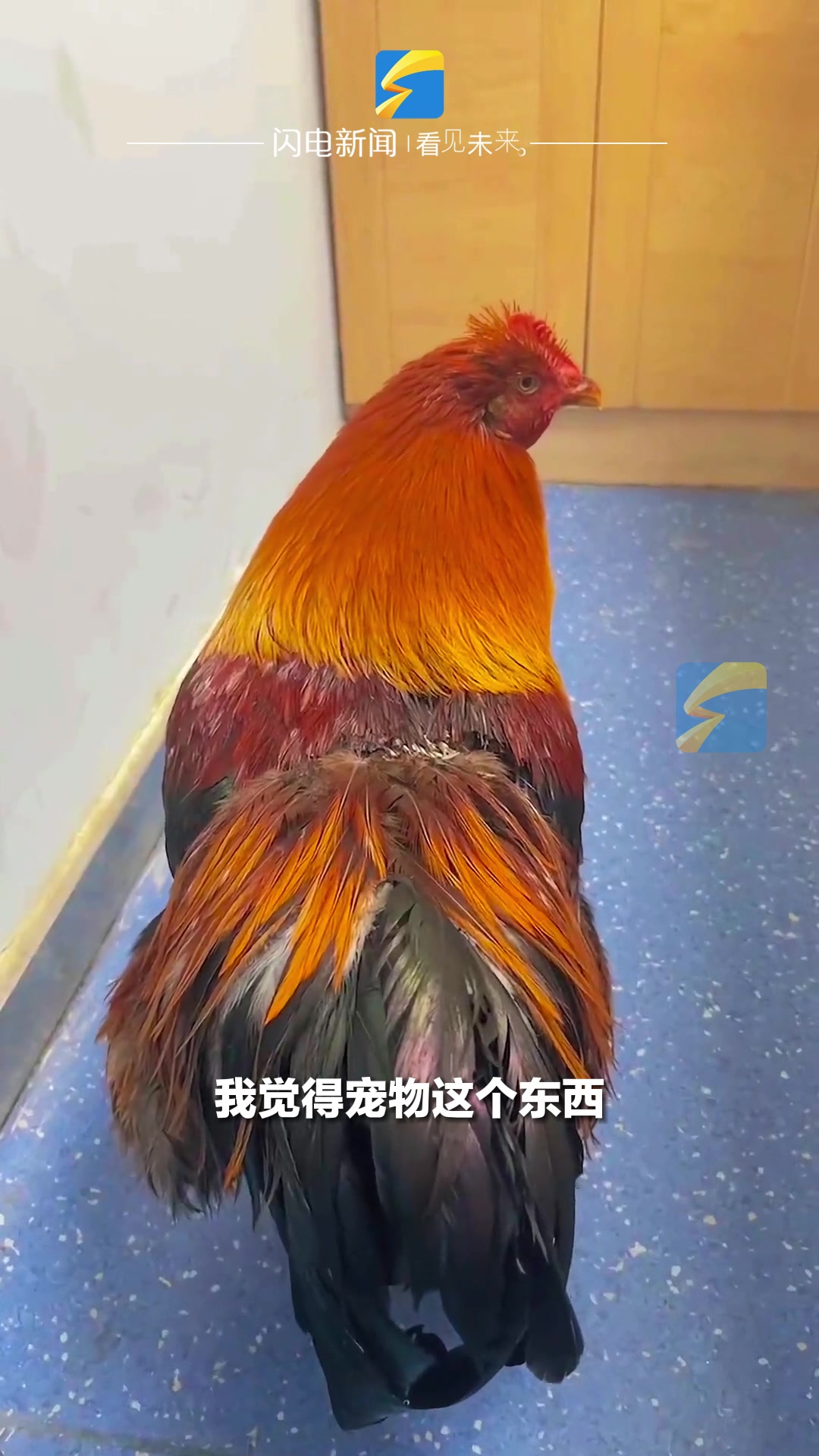 宠物鸡被狗咬伤主人花近千元救治