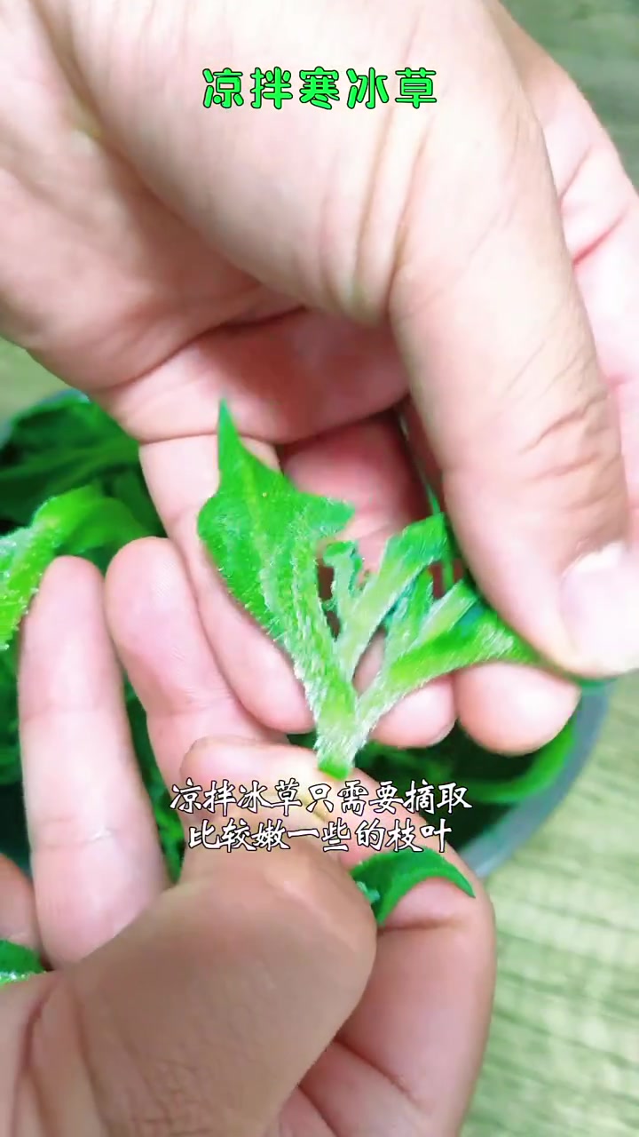 凉拌寒冰草 最适合夏天吃的小凉菜 一周不重样的家常菜 冰草的做法