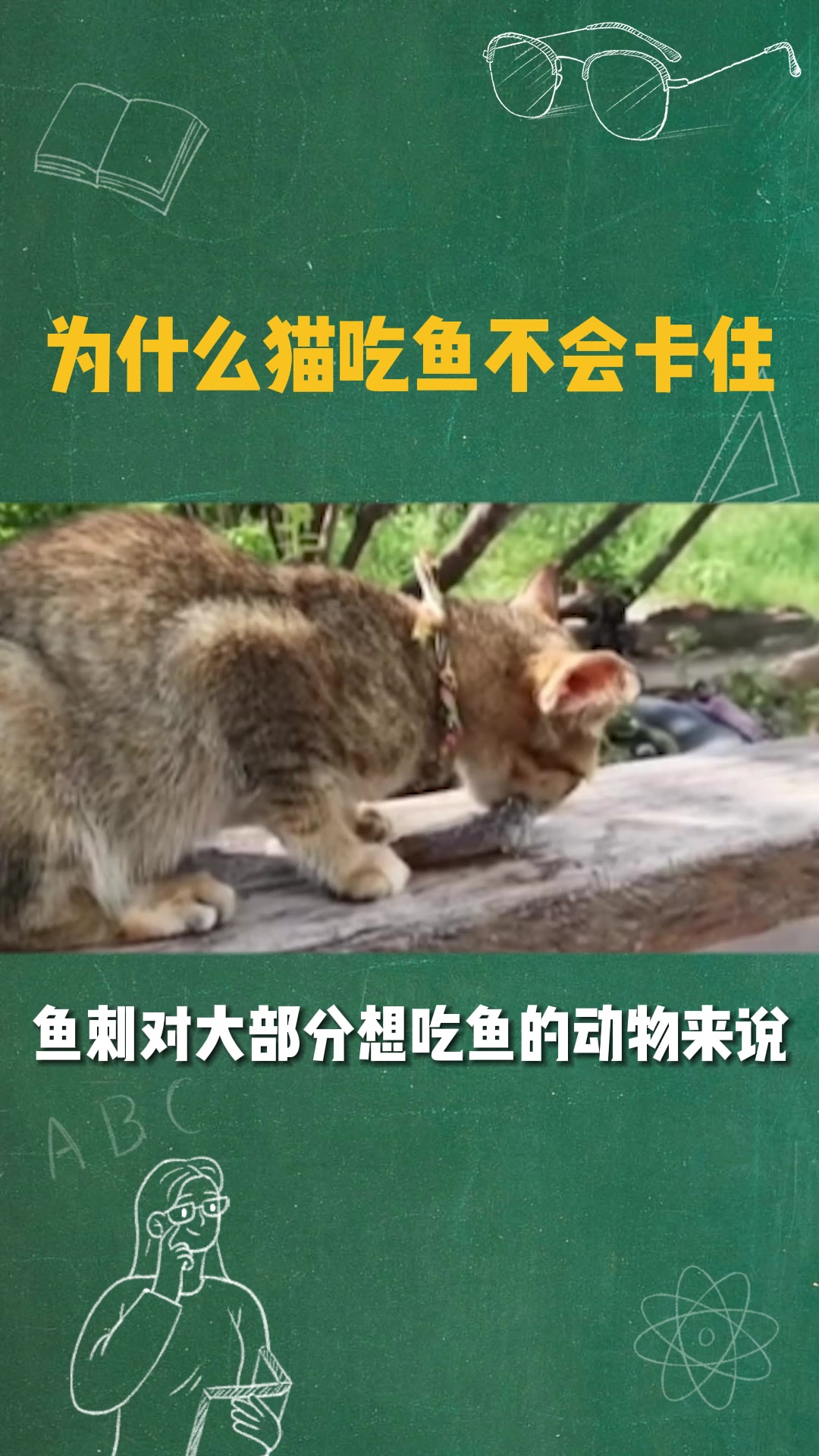 为什么猫吃鱼不会卡住
