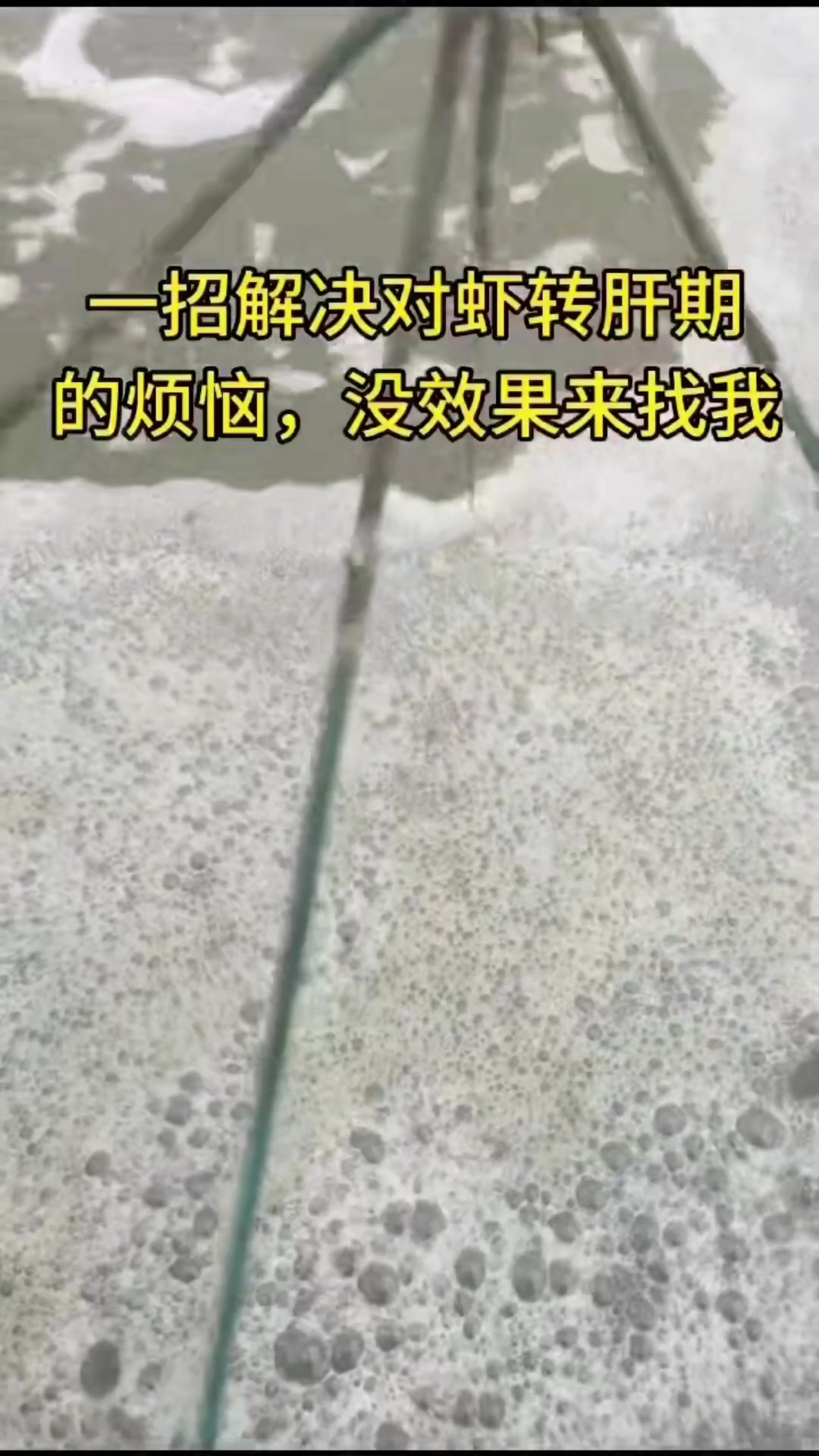一招解决对虾转肝期