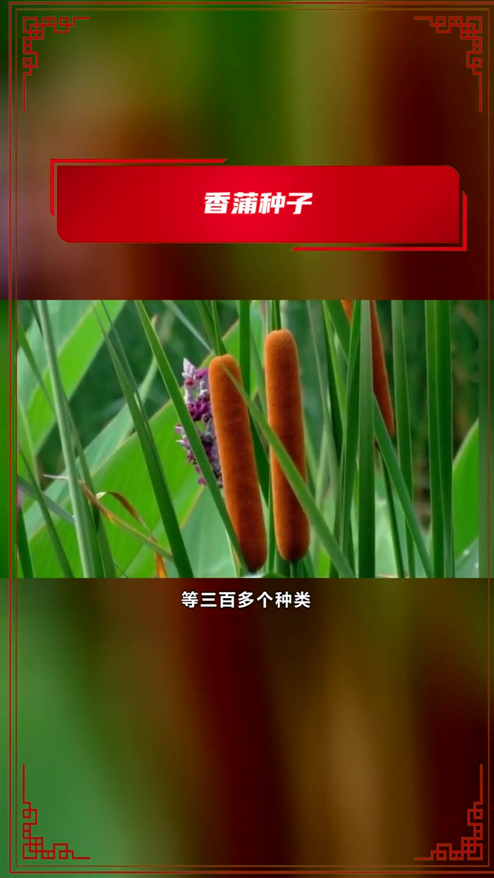 香蒲种子 香蒲种子