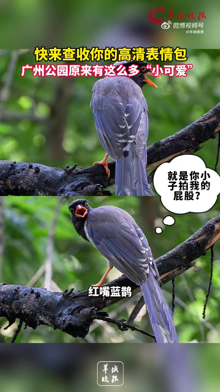 广式生活  藏在广州公园里的小可爱  快来查收你的高清表情包!「我来了」(羊城晚报)