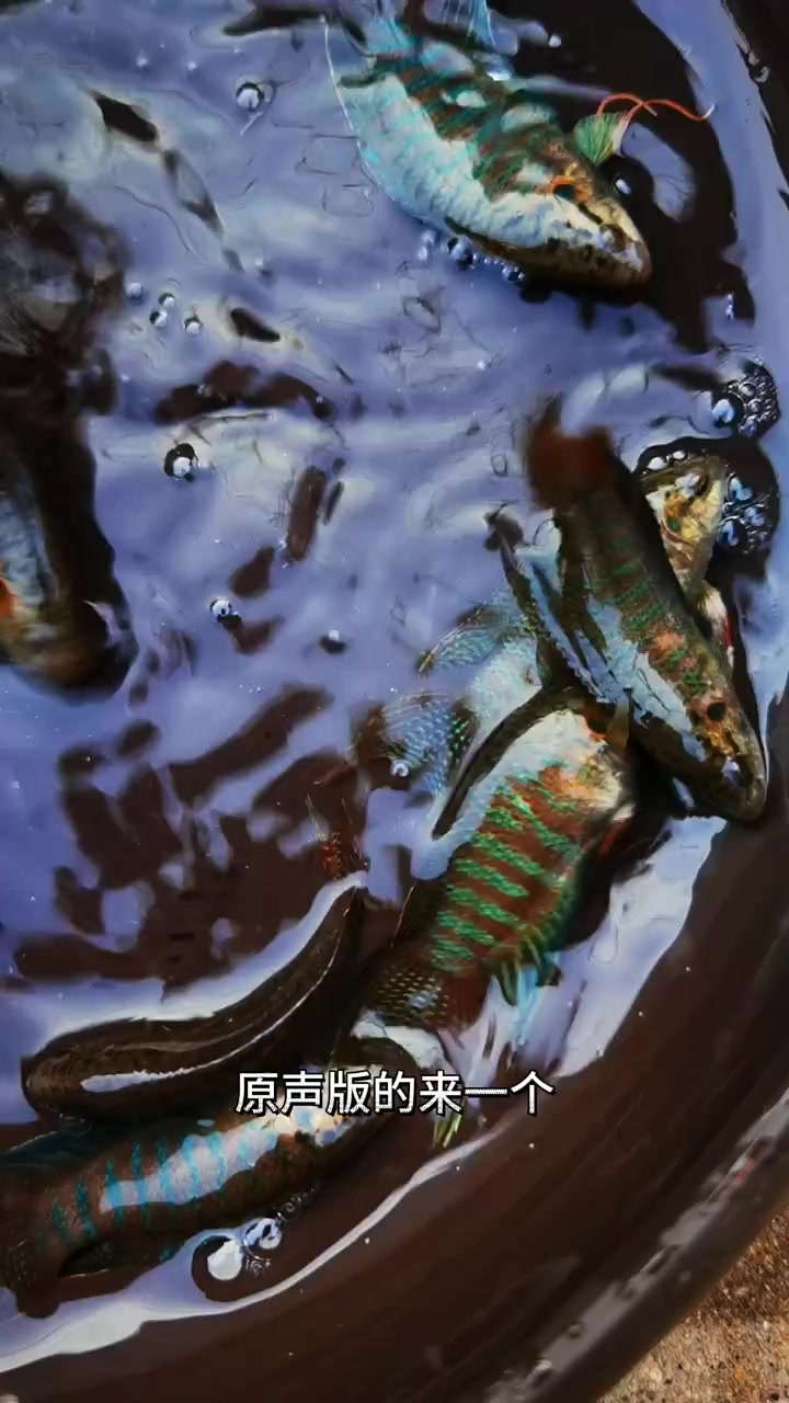 不用打氧的鱼