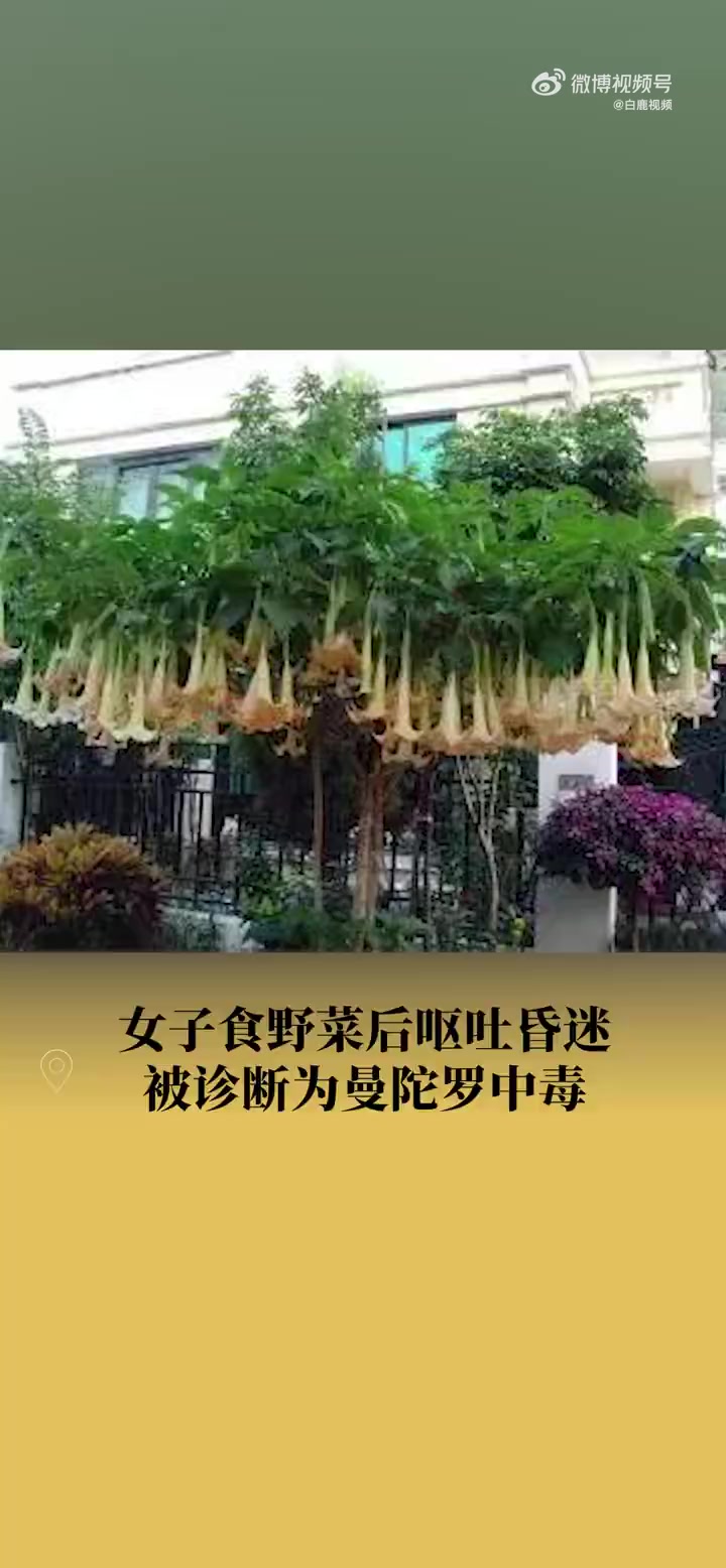 「56岁女子误将曼陀罗当野菜吃中毒 家属翻垃圾找出菜叶对症治疗」近日,陕西西安。56岁的黄